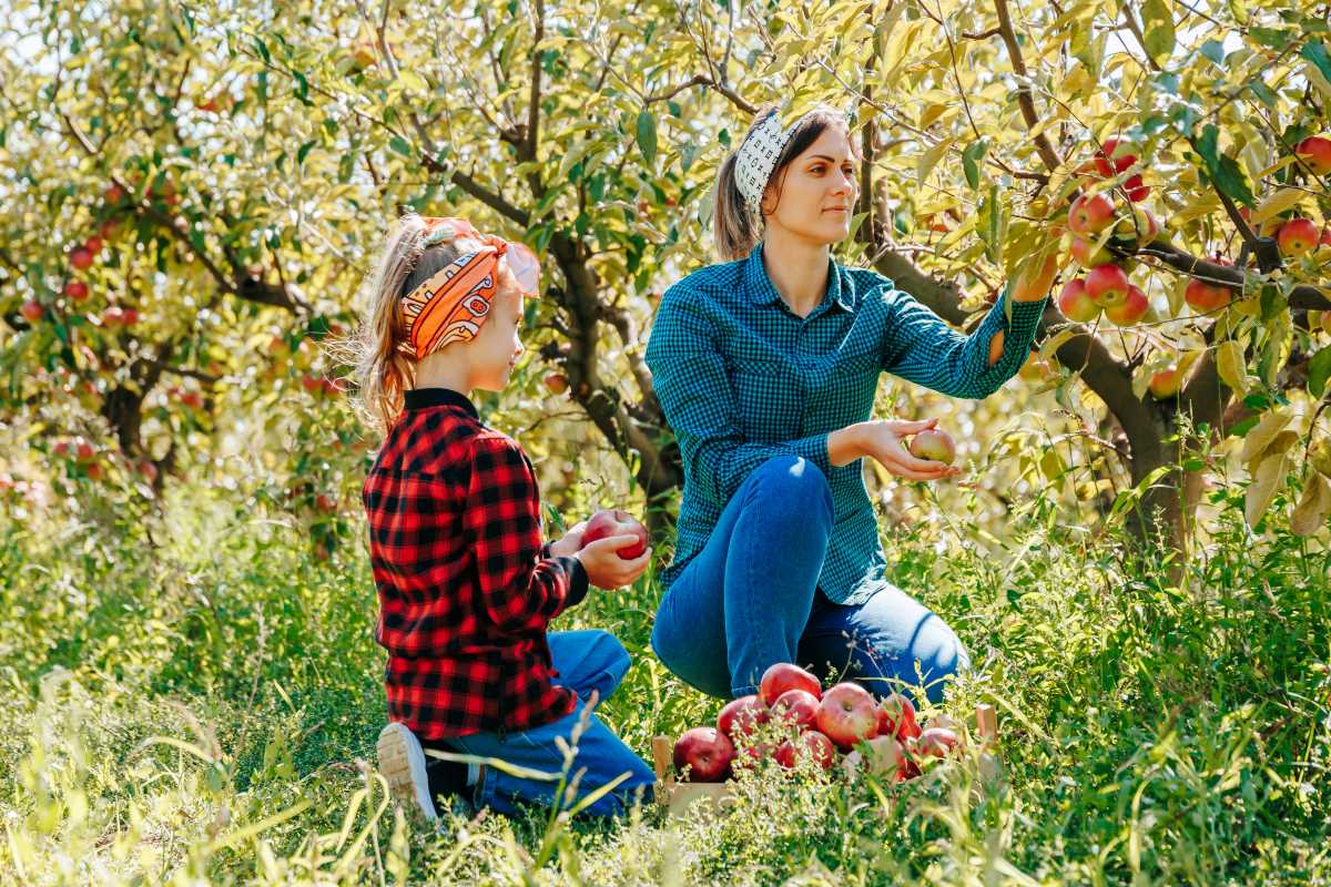 Apfel pflücken im Ostalbkreis — wann ist es erlaubt, wann ni