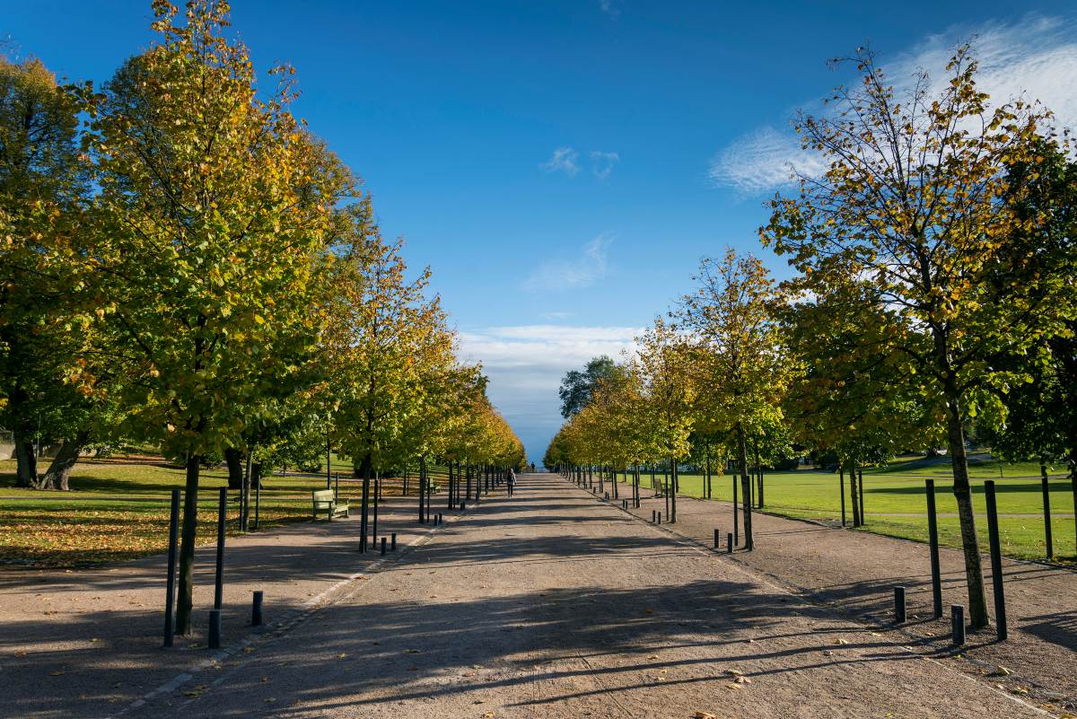 Baumbestand und Stadtklima im Ostalbkreis — warum jeder Baum