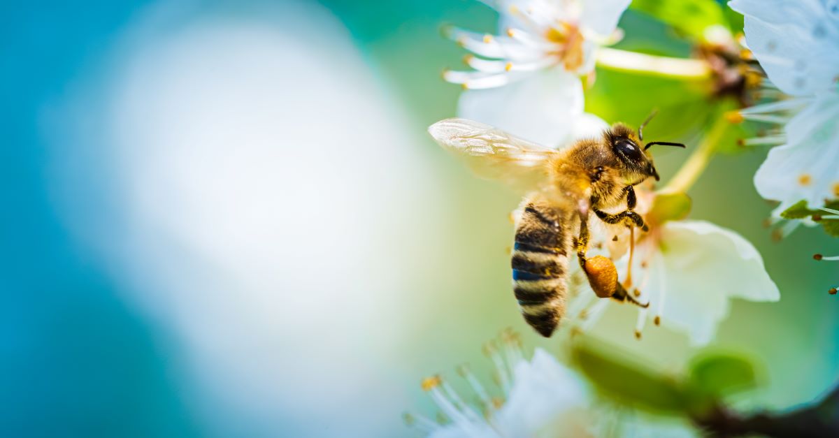 Bienen schützen im Ostalbkreis – Tipps für Ihren Garten