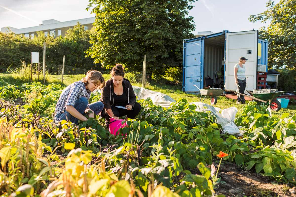 Gemeinschaftsgarten im Ostalbkreis anlegen – Gemeinsam gärtn