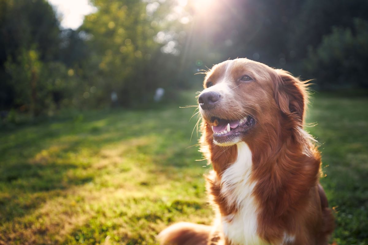 Hund vermisst Ostalbkreis — Erste Schritte & Tipps