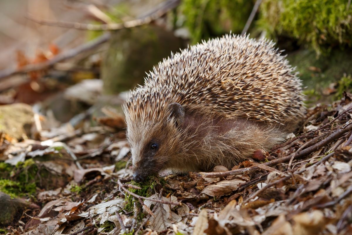 Igel im Garten Ostalbkreis: Richtig helfen