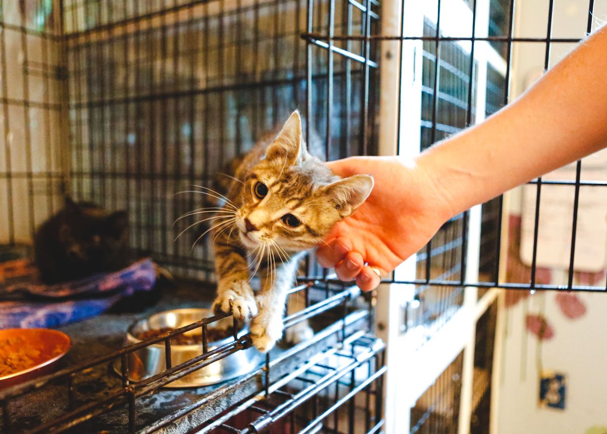 Katze mikrochippen Ostalbkreis — Sicherheit & Anleitung