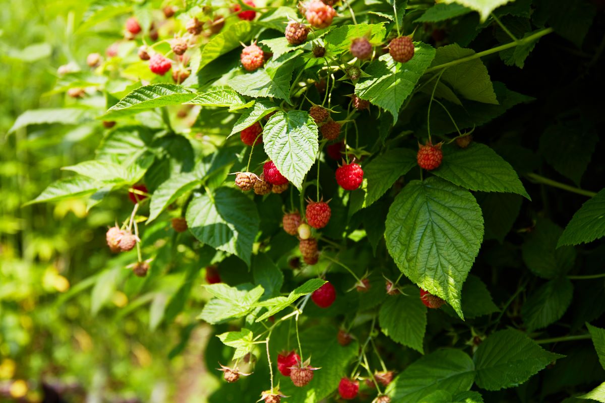 Streuobstwiese mit Hecke einfrieden im Ostalbkreis — was geh