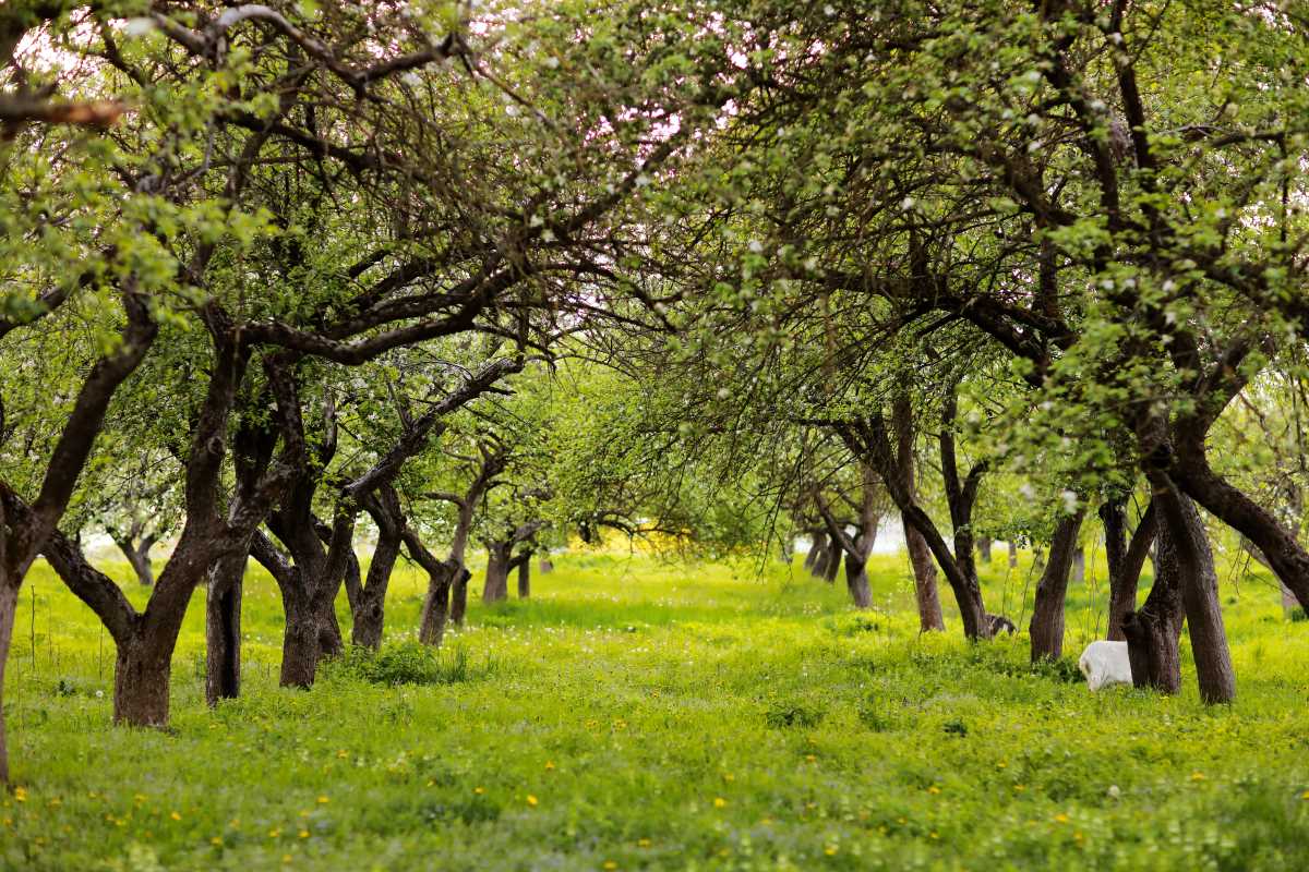 Streuobstwiese kaufen im Ostalbkreis — lohnt sich die Invest